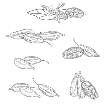 Botanical illustration of whole and opened cardamom pods