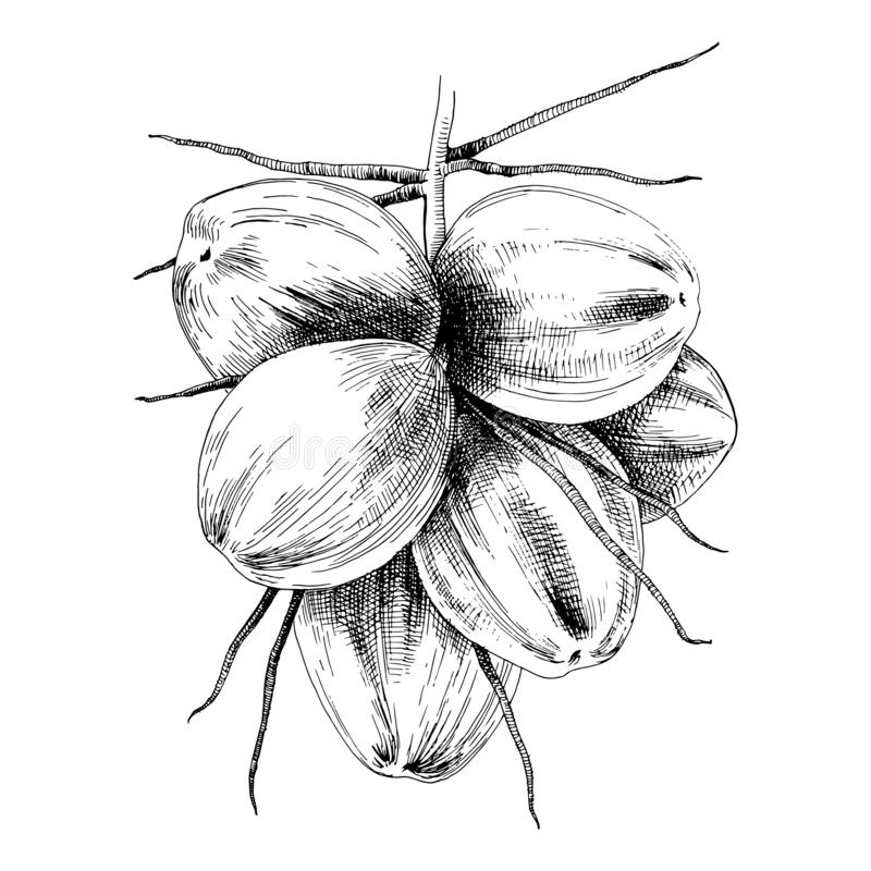 Botanical illustration of a bunch of coconuts