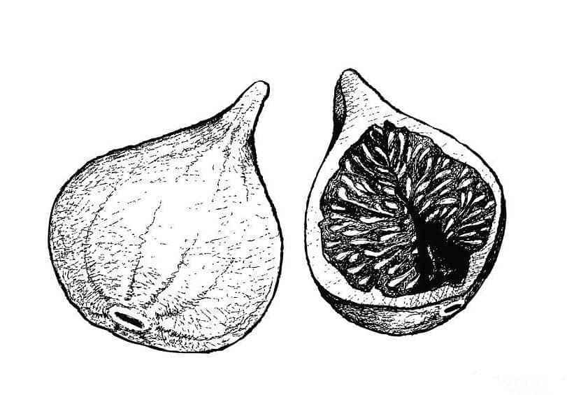 Botanical illustration of a whole and cut fig