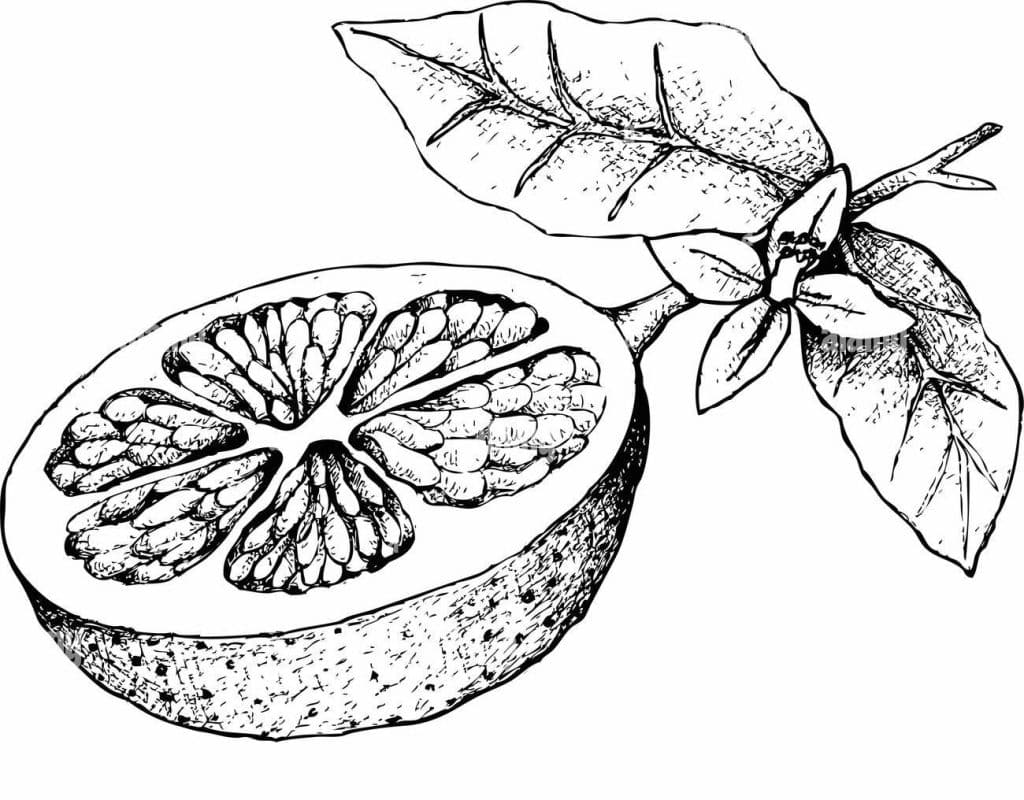 Botanical illustration of a lemon