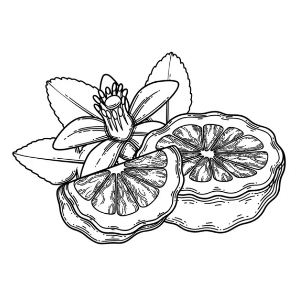 Botanical illustration of a bergamot orange with flowers and leaves