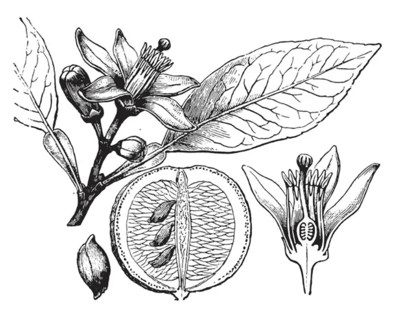 Botanical illustration of citrus fruit, flower, and leaves