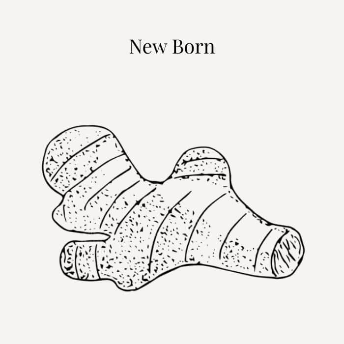 New Born fragrance card featuring notes of tender florals, lemon, pink grapefruit and ginger lime zest