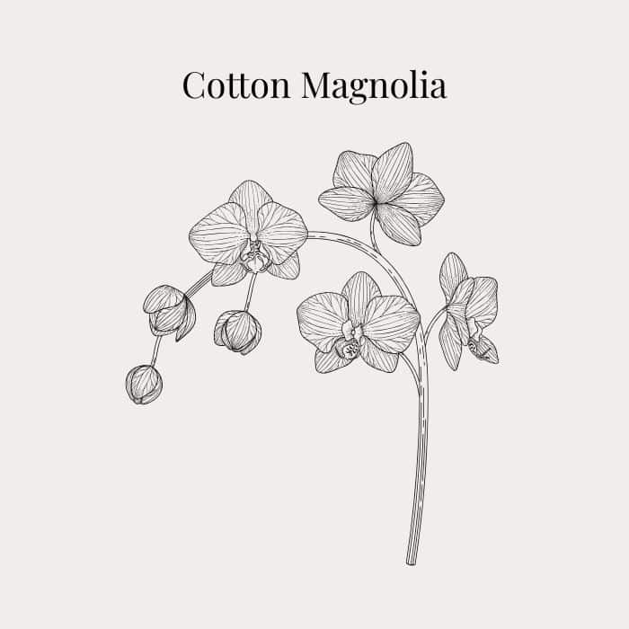 Cotton Magnolia fragrance card featuring notes of magnolia, violet, aldehydes, orange and musk