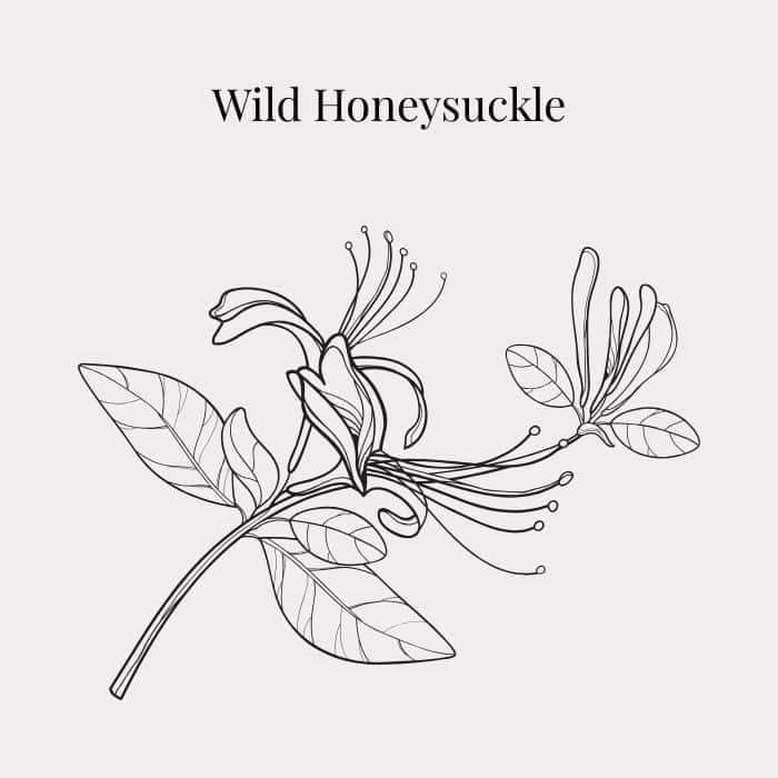Wild Honeysuckle fragrance card featuring notes of honeysuckle, green leaf, orange and cedarwood