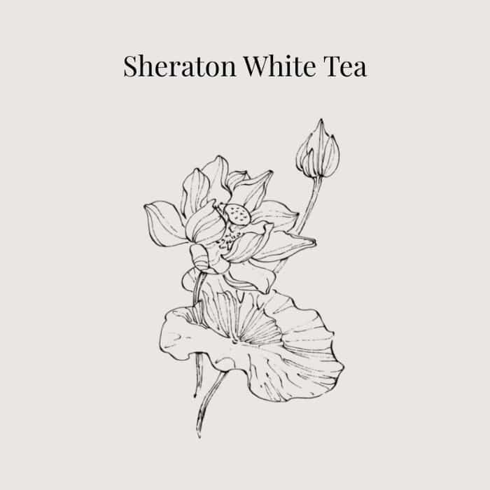 Sheraton White Tea fragrance card featuring notes of bergamot, green incense, jasmine and rose