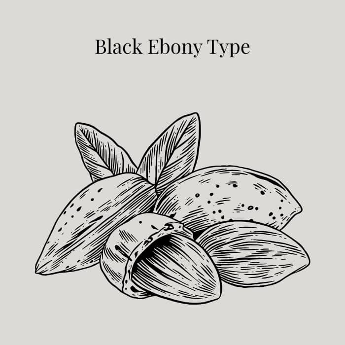 Black Ebony fragrance card featuring notes of orange almond, white flower, iced chestnut and vanilla bean