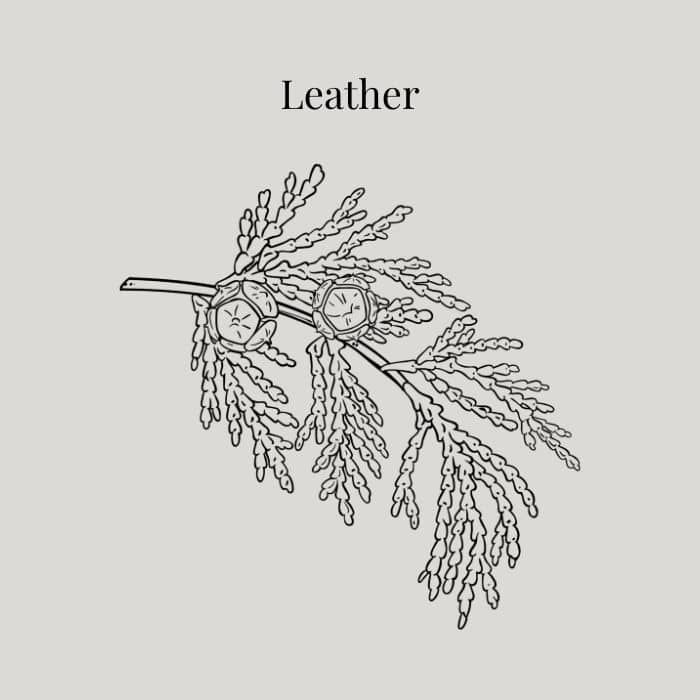 Leather fragrance card featuring notes of Italian leather, oriental woods, amber and dark musk