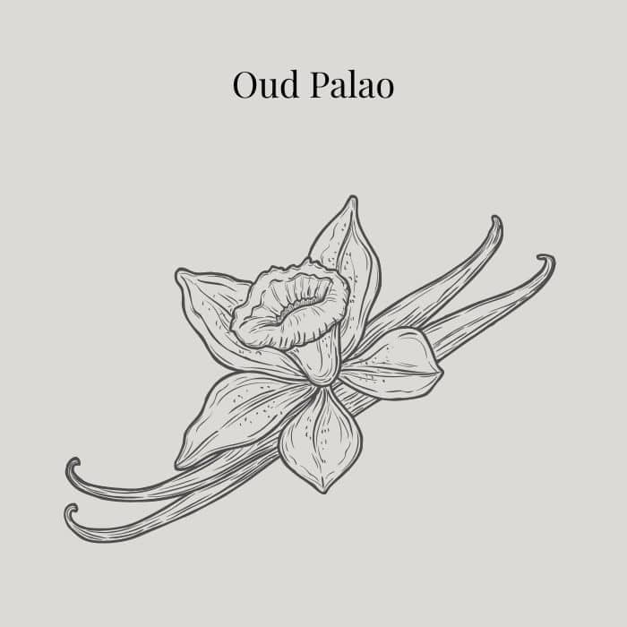 Oud Palao fragrance card featuring notes of agarwood, jequitiba, tonka bean and amber