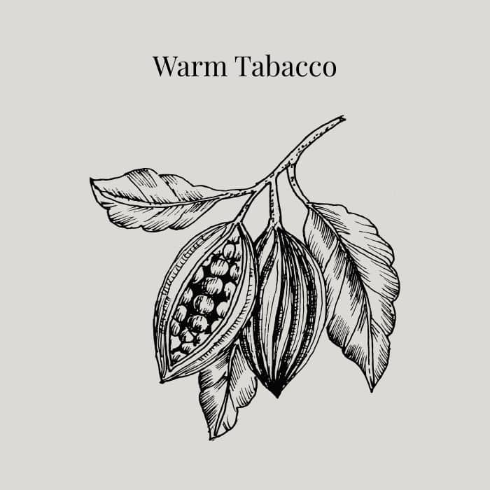 Warm Tobacco fragrance card featuring notes of tobacco, davana, cinnamon, clove and cedarwood