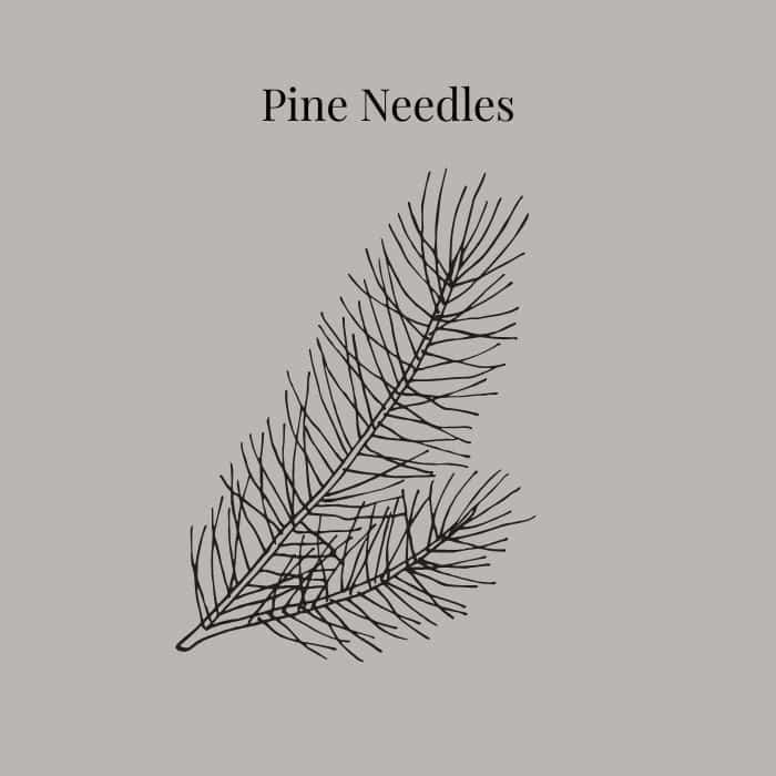 Pine Needles fragrance card featuring notes of fresh pine, redwood, fir and moss