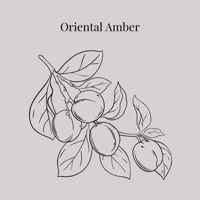 Oriental Amber fragrance card featuring notes of black rose, iris, smoked oud and dark amber