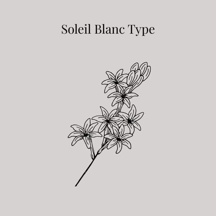 Soleil Blanc fragrance card featuring notes of cardamom, bergamot, jasmine, tuberose and coconut